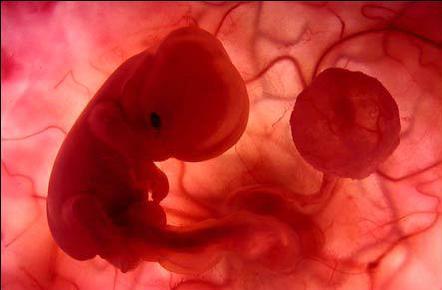 6-haftalik-embriyo.jpg
